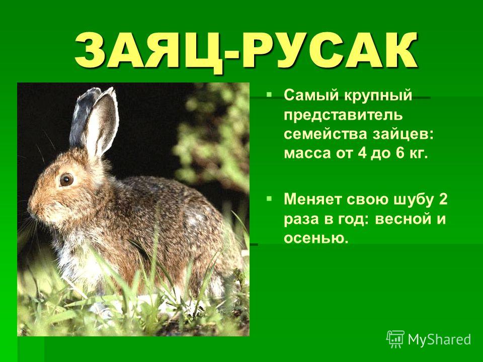 ЗАЯЦ-РУСАК Самый крупный представитель семейства зайцев: масса от 4 до 6 кг. Меняет свою шубу 2 раза в год: весной и осенью.