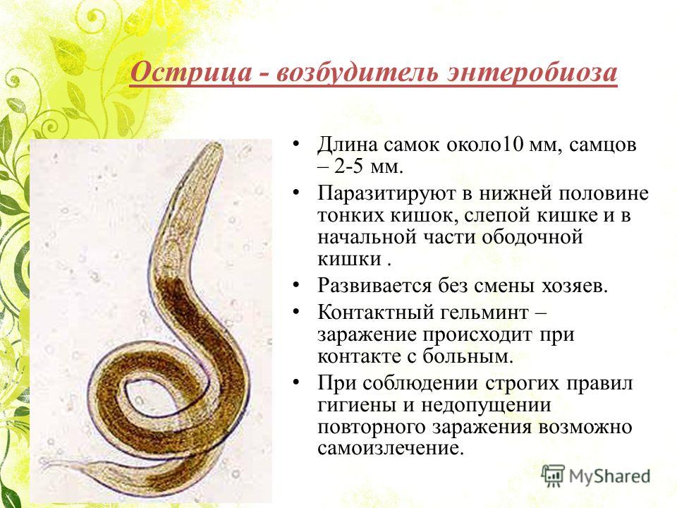 организм хозяина является для паразита средой организм хозяина является для паразита средой