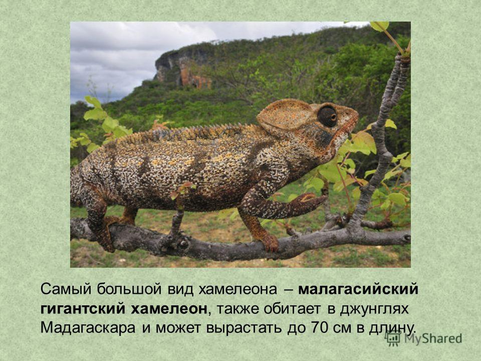 Самый большой вид хамелеона – малагасийский гигантский хамелеон, также обитает в джунглях Мадагаскара и может вырастать до 70 см в длину.