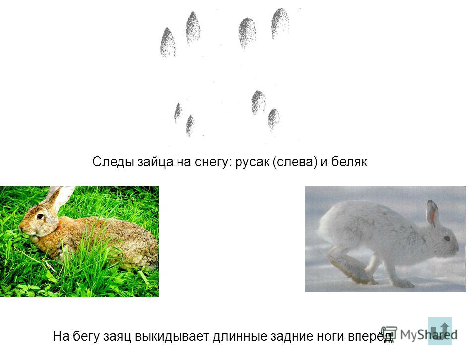 Следы зайца на снегу: русак (слева) и беляк На бегу заяц выкидывает длинные задние ноги вперёд