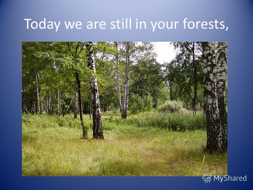 Today we are still in your forests,