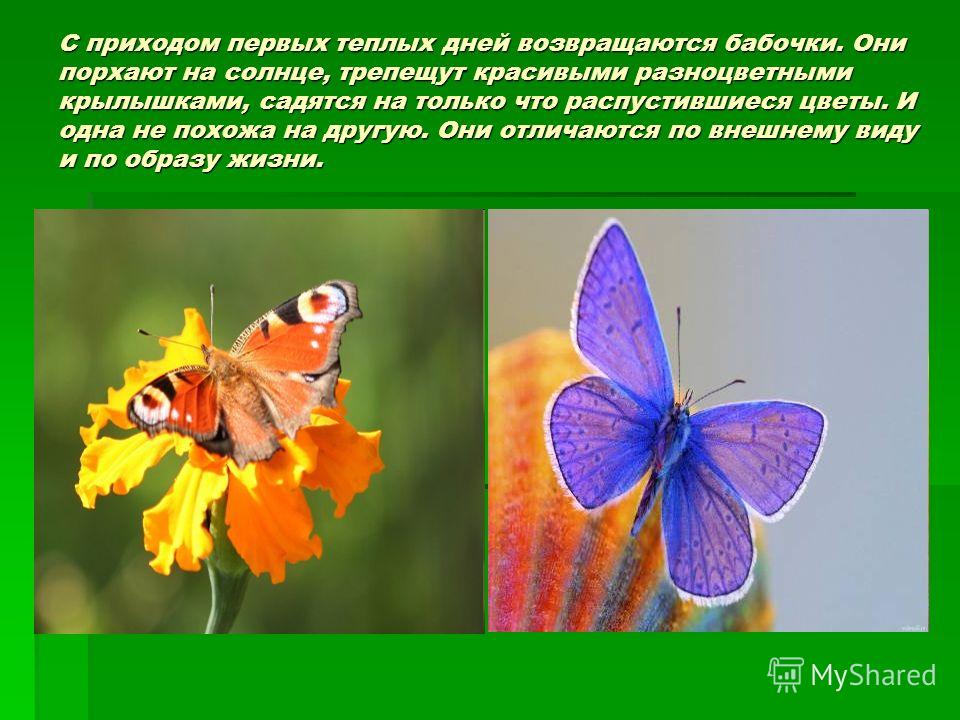 С приходом первых теплых дней возвращаются бабочки. Они порхают на солнце, трепещут красивыми разноцветными крылышками, садятся на только что распустившиеся цветы. И одна не похожа на другую. Они отличаются по внешнему виду и по образу жизни.