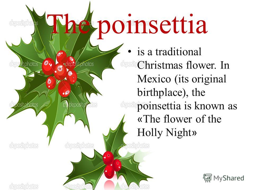 The poinsettia is a traditional Christmas flower. In Mexico (its original birthplace), the poinsettia is known as « The flower of the Holly Night »