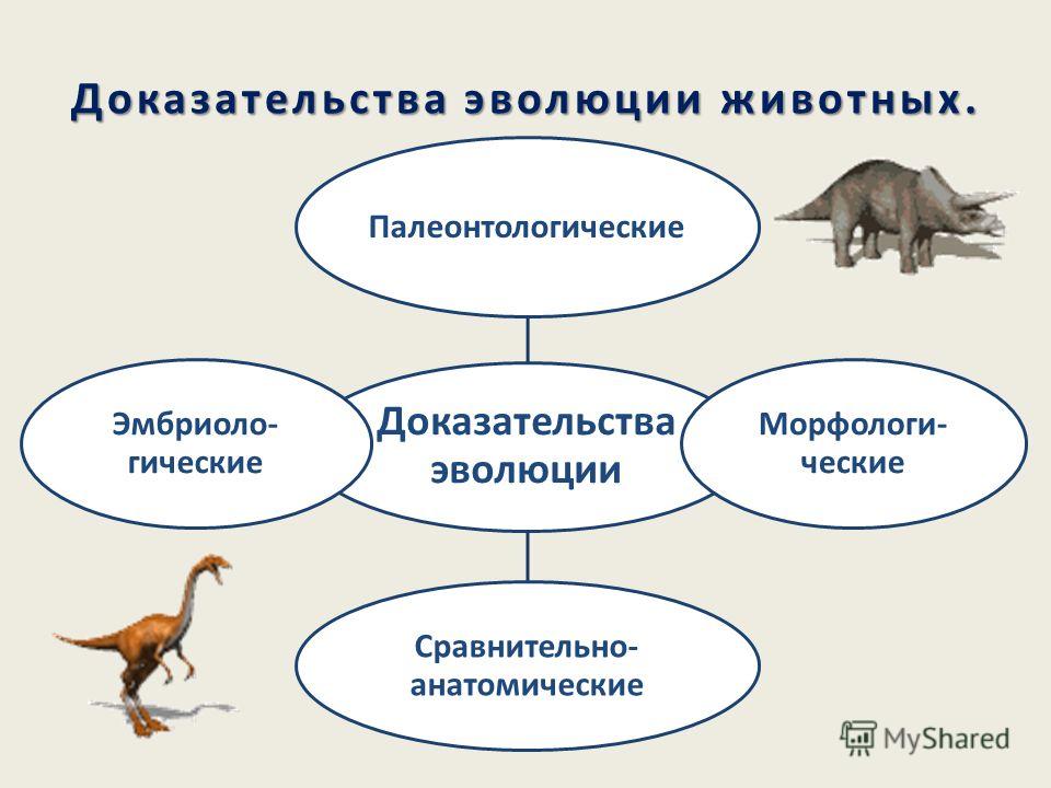 Доклад об эволюции животных 5193