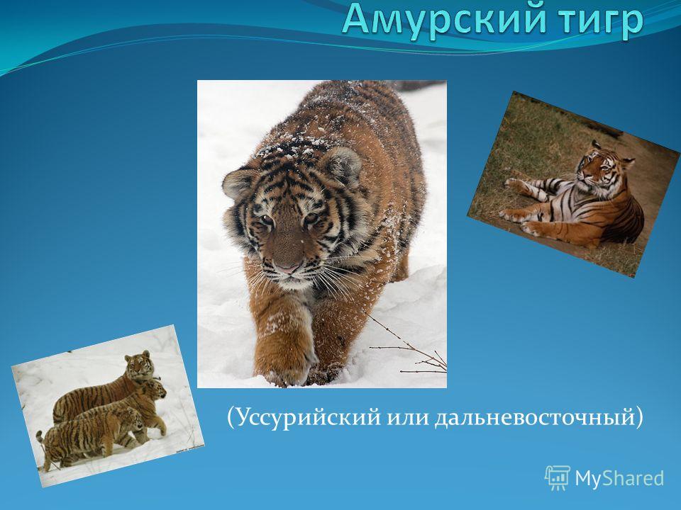 Тигр Уссурийский Красная Книга Без Регистрации