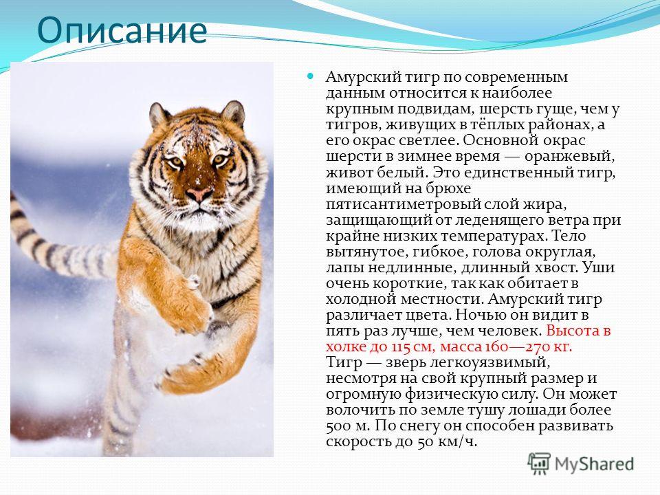 2018 год по китайскому календарю - Характеристика года, восточный гороскоп 2018 год по китайскому календарю - Характеристика года, восточный гороскоп