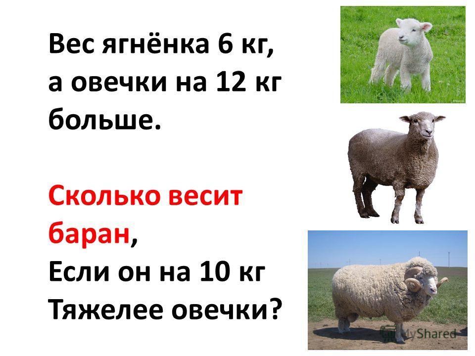 Вес ягнёнка 6 кг, а овечки на 12 кг больше. Сколько весит баран, Если он на 10 кг Тяжелее овечки?