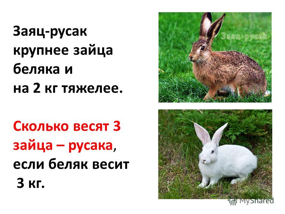 Заяц-русак крупнее зайца беляка и на 2 кг тяжелее. Сколько весят 3 зайца – русака, если беляк весит 3 кг.