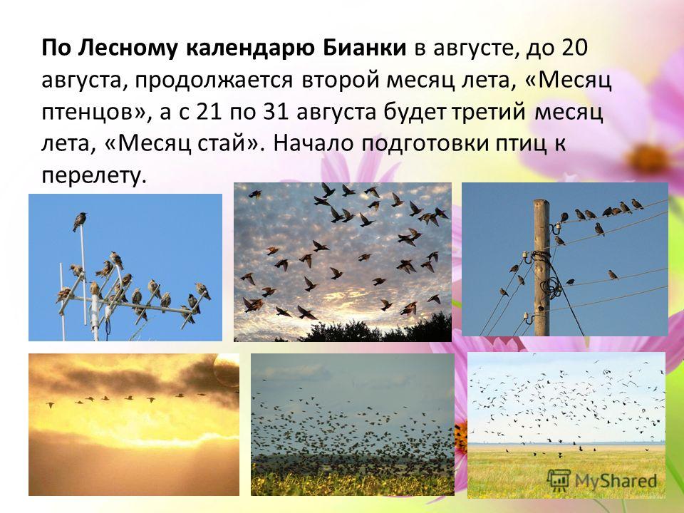 По Лесному календарю Бианки в августе, до 20 августа, продолжается второй месяц лета, «Месяц птенцов», а с 21 по 31 августа будет третий месяц лета, «Месяц стай». Начало подготовки птиц к перелету.