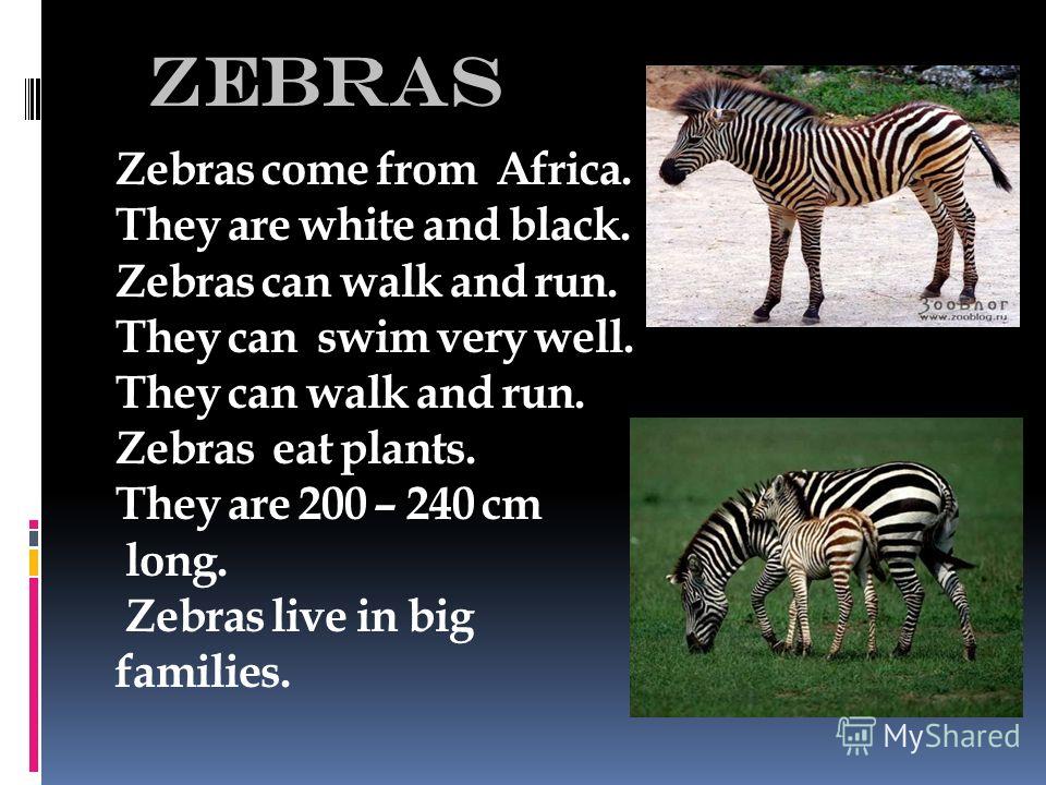 zebras Zebras come from Africa. They are white and black. Zebras can walk and run. They can swim very well. They can walk and run. Zebras eat plants. They are 200 – 240 cm long. Zebras live in big families.