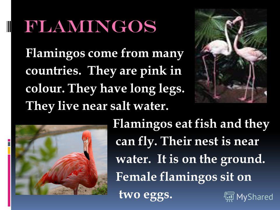 flamingos Flamingos come from many countries. They are pink in colour. They have long legs. They live near salt water. Flamingos eat fish and they can fly. Their nest is near water. It is on the ground. Female flamingos sit on two eggs.