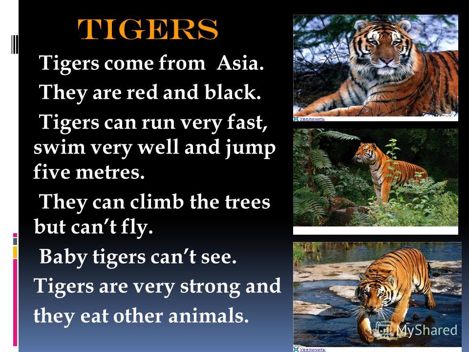 tigers Tigers come from Asia. They are red and black. Tigers can run very fast, swim very well and jump five metres. They can climb the trees but cant fly. Baby tigers cant see. Tigers are very strong and they eat other animals.