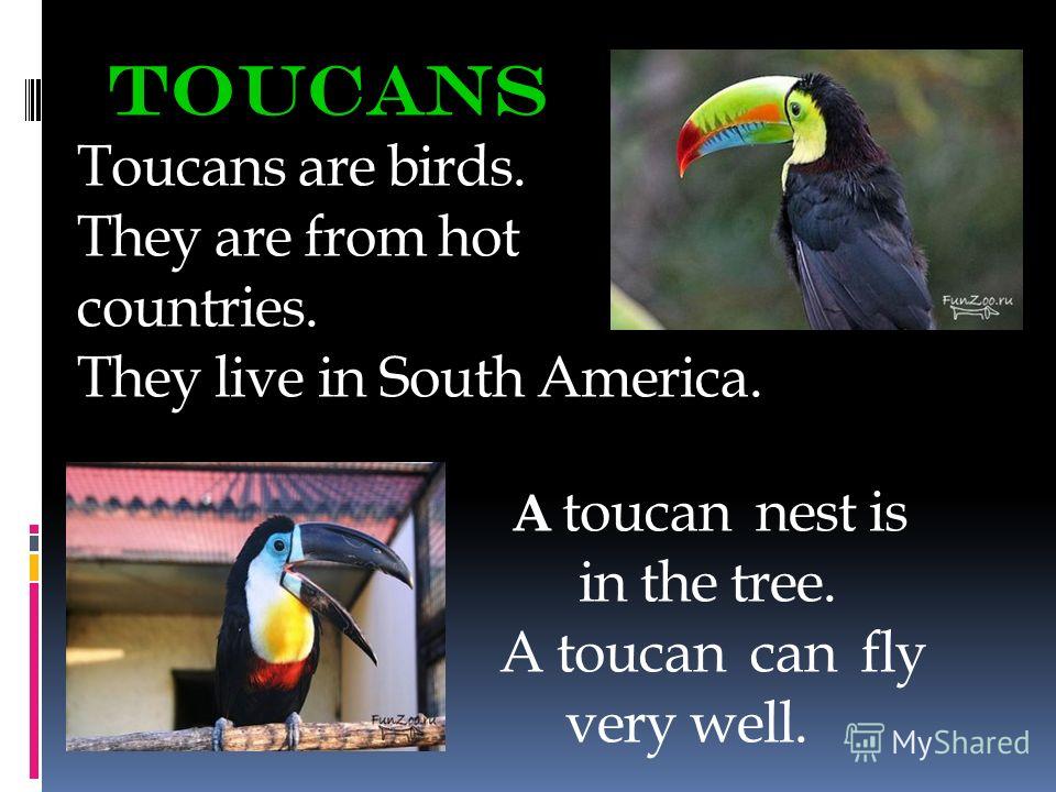 Toucans Toucans are birds. They are from hot countries. They live in South America. A toucan nest is in the tree. A toucan can fly very well.