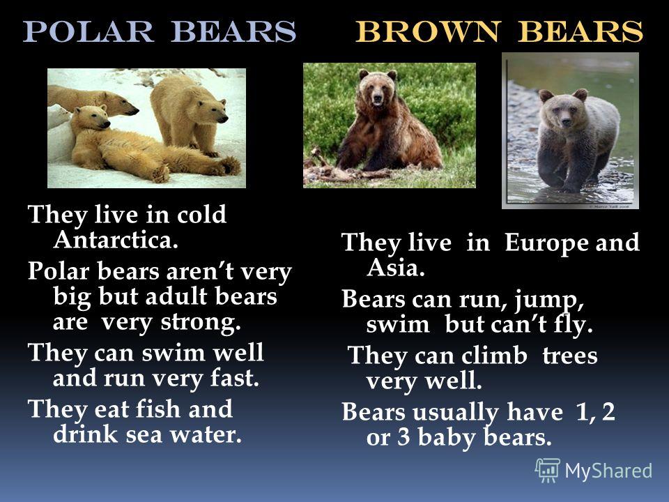 Polar bears Brown bears They live in cold Antarctica. Polar bears arent very big but adult bears are very strong. They can swim well and run very fast. They eat fish and drink sea water. They live in Europe and Asia. Bears can run, jump, swim but can
