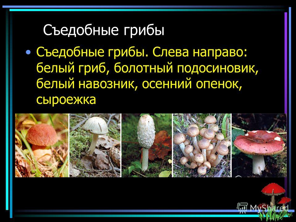 Съедобные грибы Съедобные грибы. Слева направо: белый гриб, болотный подосиновик, белый навозник, осенний опенок, сыроежка