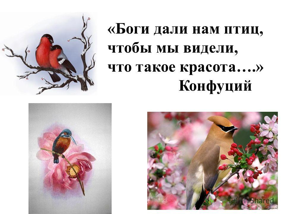 «Боги дали нам птиц, чтобы мы видели, что такое красота….» Конфуций