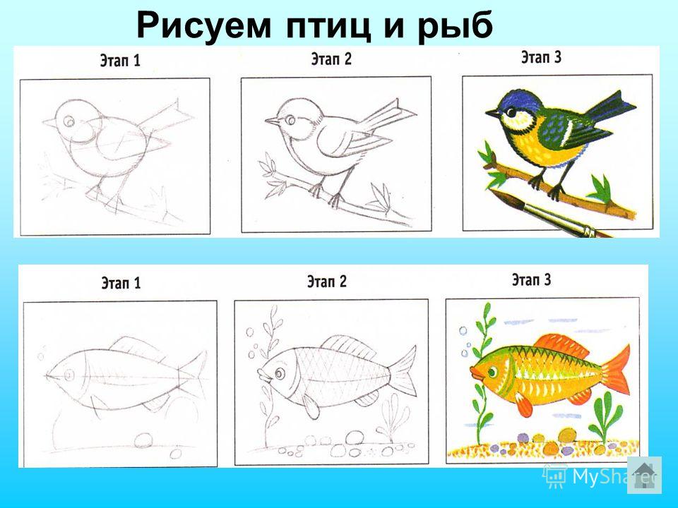 Урок поэтапное рисование птиц Урок поэтапное рисование птиц
