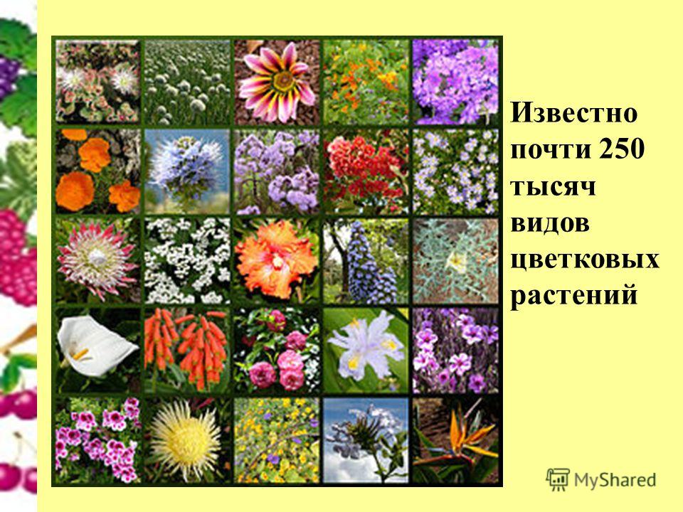Известно почти 250 тысяч видов цветковых растений