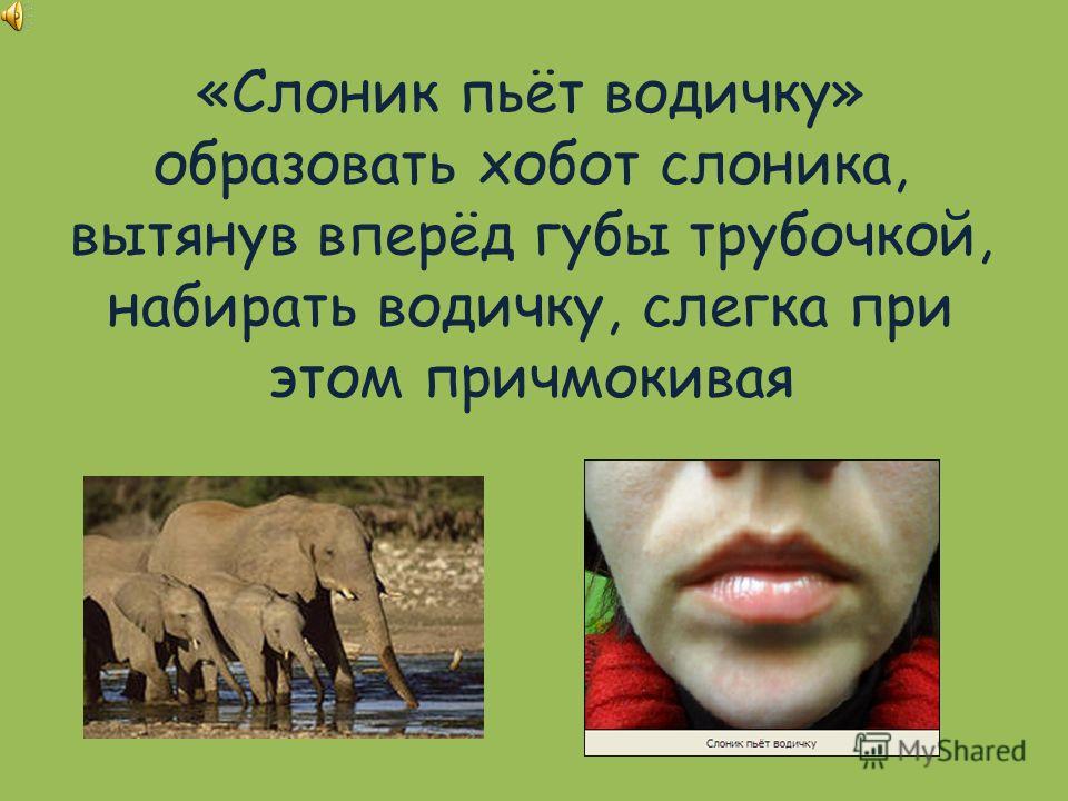 «Слоник пьёт водичку» образовать хобот слоника, вытянув вперёд губы трубочкой, набирать водичку, слегка при этом причмокивая