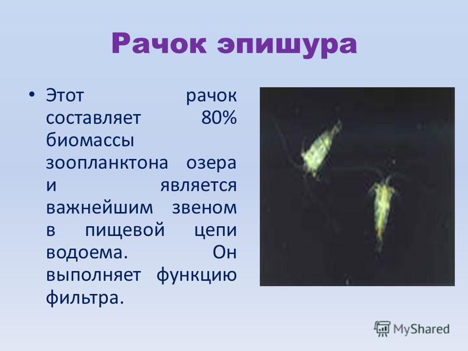 Рачок эпишура Этот рачок составляет 80% биомассы зоопланктона озера и является важнейшим звеном в пищевой цепи водоема. Он выполняет функцию фильтра.