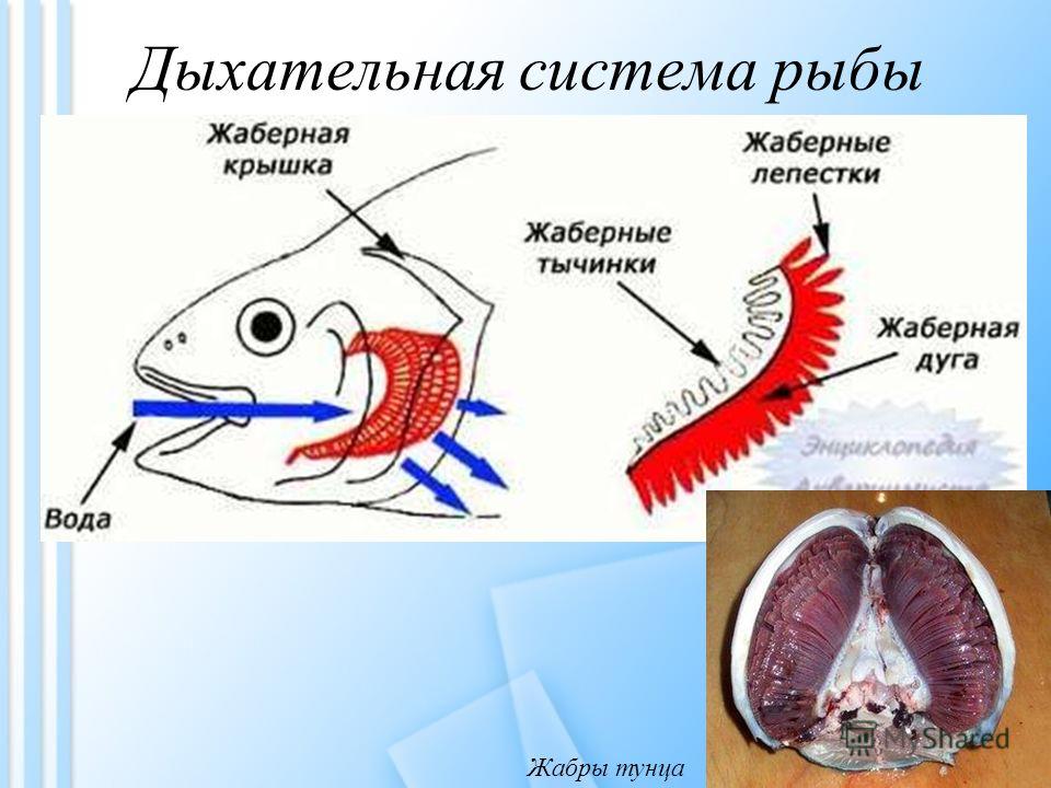 Дыхательная система рыбы Жабры тунца