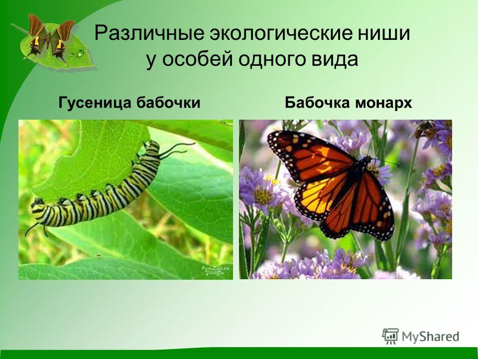 Различные экологические ниши у особей одного вида Гусеница бабочкиБабочка монарх