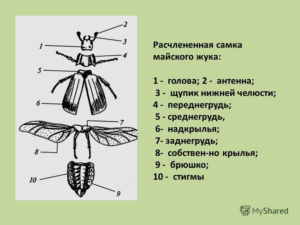 Лабораторная работа по биологии про майского жука 8 класс
