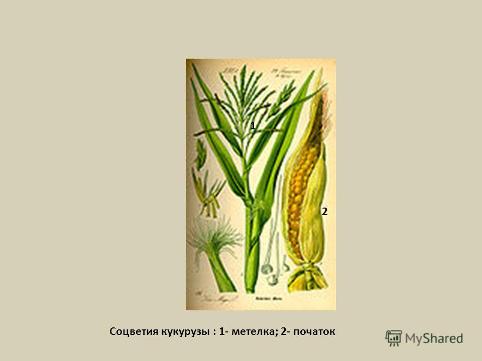 Соцветия кукурузы : 1- метелка; 2- початок 1 2