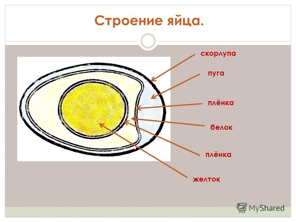 Строение яйца. скорлупа пуга плёнка белок плёнка желток