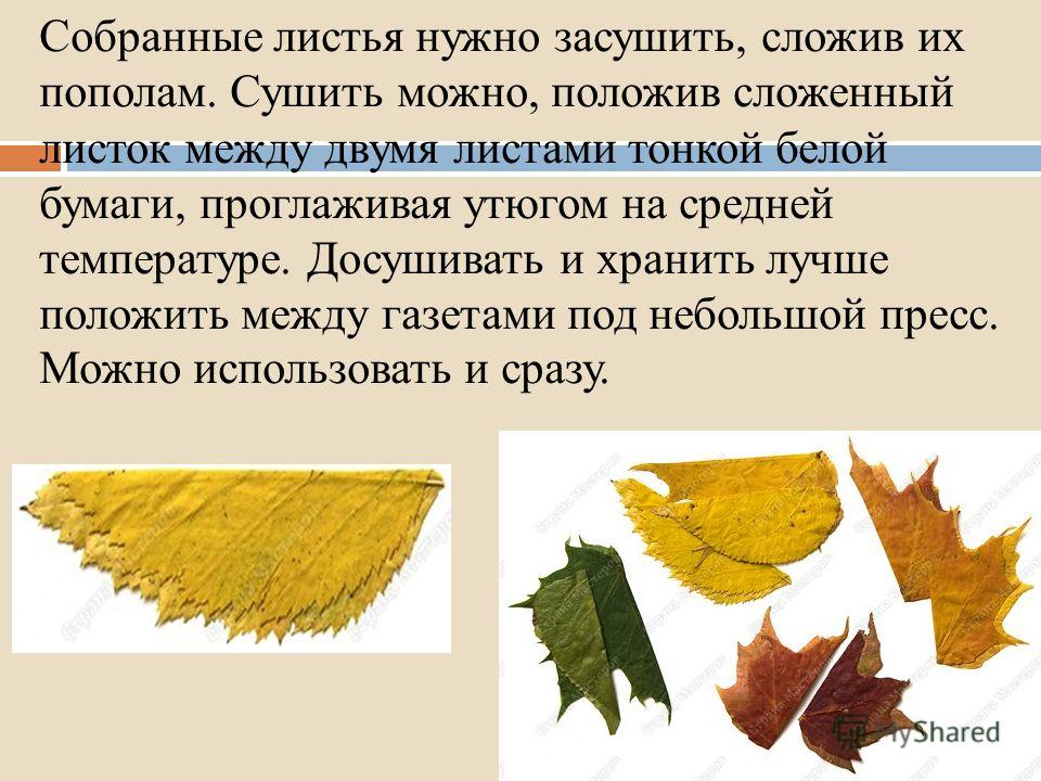 Засушить листья для поделок Засушить листья для поделок