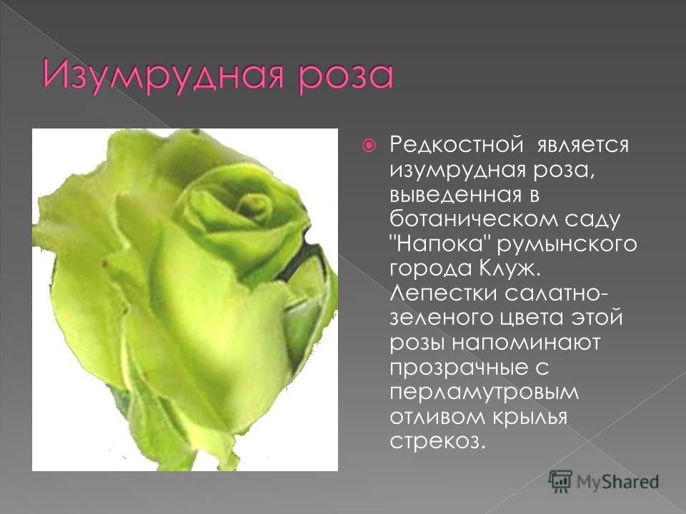 Редкостной является изумрудная роза, выведенная в ботаническом саду Напока румынского города Клуж. Лепестки салатно- зеленого цвета этой розы напоминают прозрачные с перламутровым отливом крылья стрекоз.