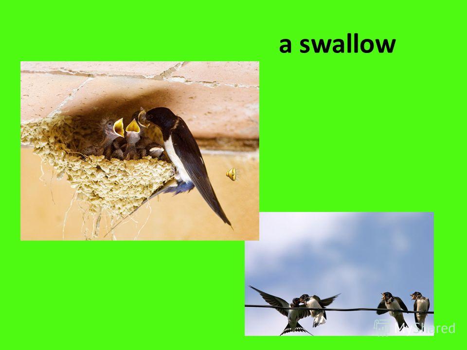 a swallow