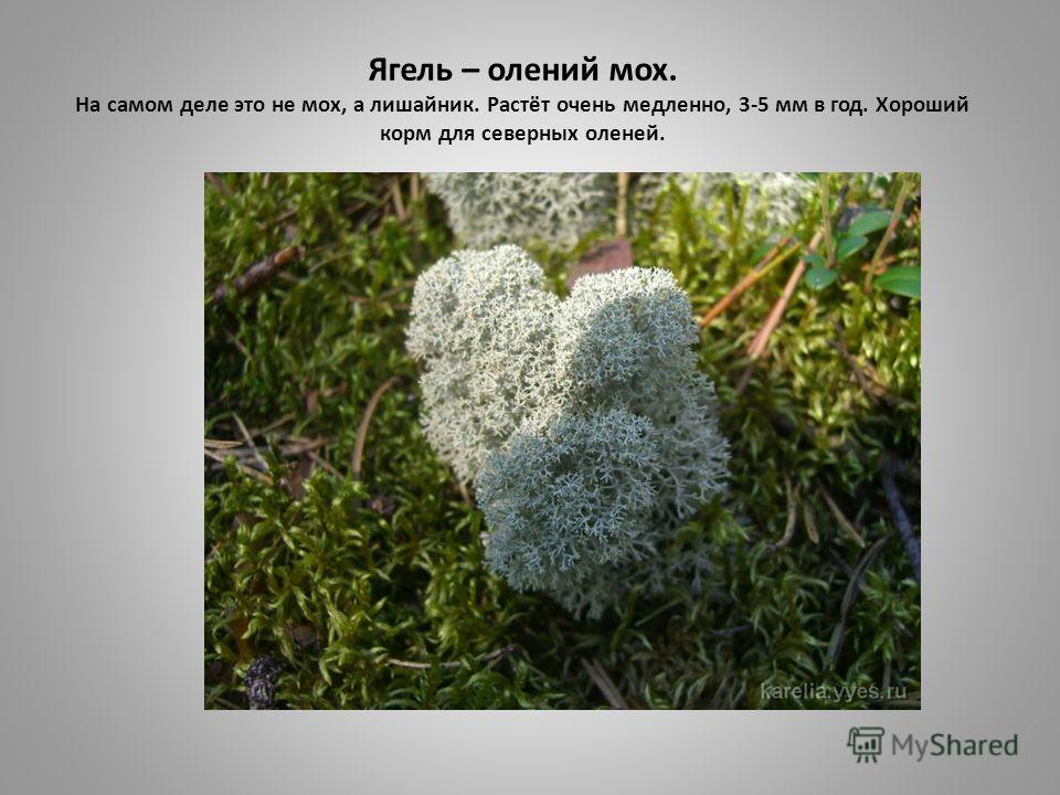 Ягель – олений мох. На самом деле это не мох, а лишайник. Растёт очень медленно, 3-5 мм в год. Хороший корм для северных оленей.