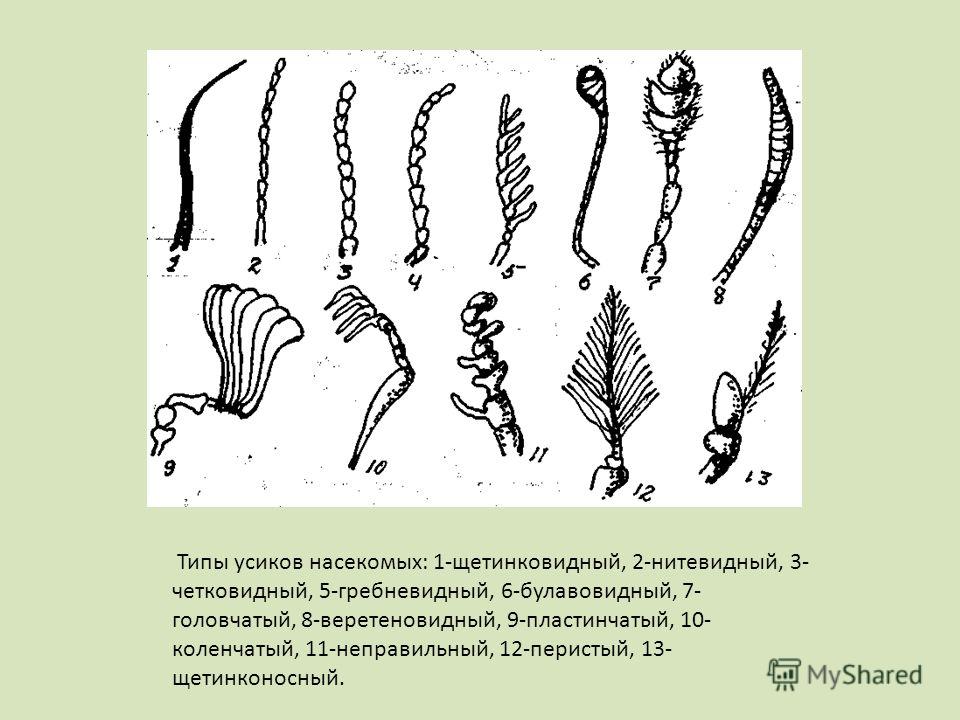 Типы усиков насекомых: 1-щетинковидный, 2-нитевидный, 3- четковидный, 5-гребневидный, 6-булавовидный, 7- головчатый, 8-веретеновидный, 9-пластинчатый, 10- коленчатый, 11-неправильный, 12-перистый, 13- щетинконосный.