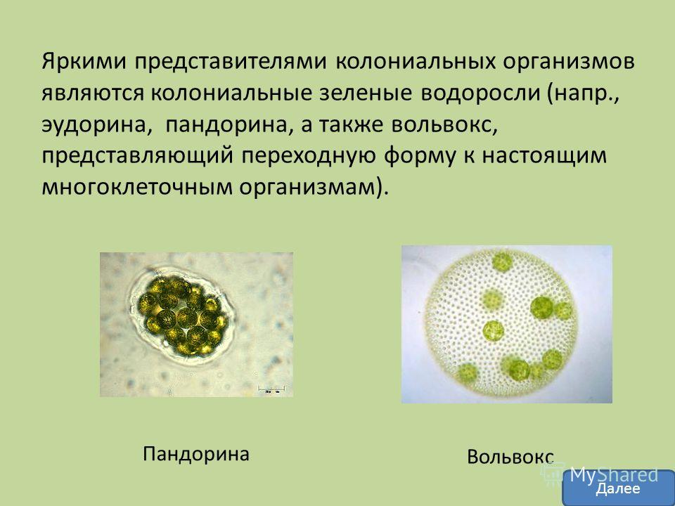 колониальные водоросли, вольвокс урок колониальные водоросли, вольвокс урок