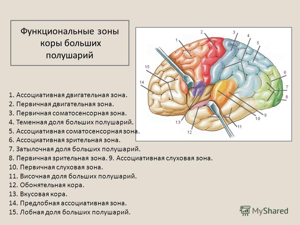 Презентация на тему: "Презентация к уроку по биологии (8 класс) на тему:  Презентация "Кора больших полушарий"". Скачать бесплатно и без регистрации.