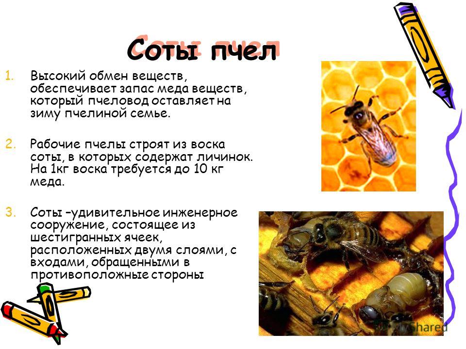 Соты пчел 1.Высокий обмен веществ, обеспечивает запас меда веществ, который пчеловод оставляет на зиму пчелиной семье. 2.Рабочие пчелы строят из воска соты, в которых содержат личинок. На 1кг воска требуется до 10 кг меда. 3.Соты –удивительное инжене