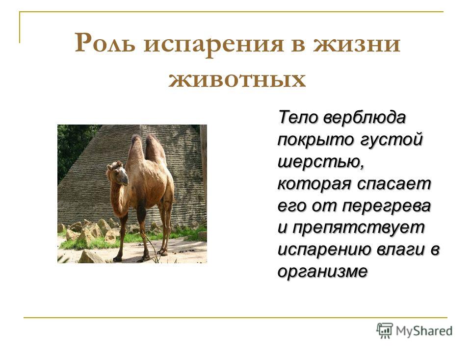 Роль испарения в жизни животных Тело верблюда покрыто густой шерстью, которая спасает его от перегрева и препятствует испарению влаги в организме