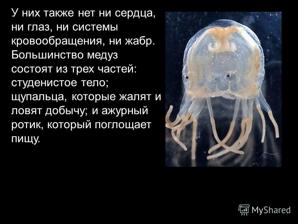 У них также нет ни сердца, ни глаз, ни системы кровообращения, ни жабр. Большинство медуз состоят из трех частей: студенистое тело; щупальца, которые жалят и ловят добычу; и ажурный ротик, который поглощает пищу.
