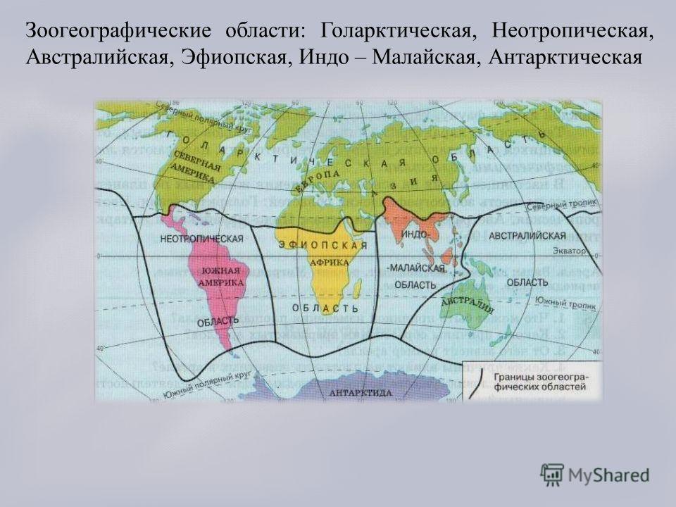 Зоогеографические области: Голарктическая, Неотропическая, Австралийская, Эфиопская, Индо – Малайская, Антарктическая