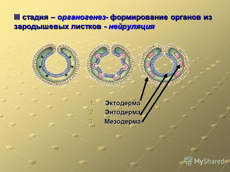 III стадия – органогенез- формирование органов из зародышевых листков - нейруляция 1.Эктодерма 2.Энтодерма 3.Мезодерма