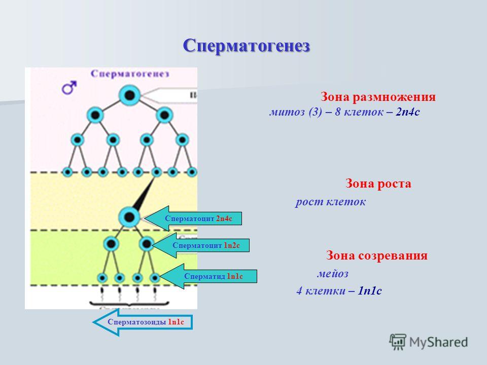 Сперматогенез Сперматогенез Зона размножения митоз (3) – 8 клеток – 2n4c Зона роста рост клеток Зона созревания мейоз 4 клетки – 1n1c Сперматоцит 2n4c Сперматоцит 1n2c Сперматид 1n1c Сперматозоиды 1n1c