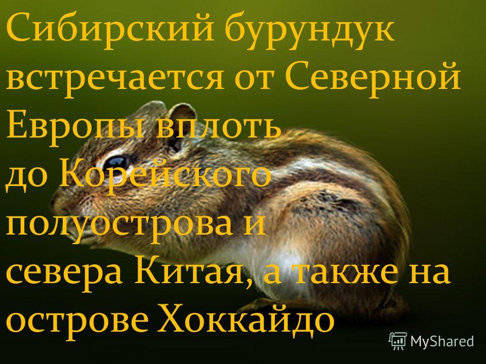 Сибирский бурундук встречается от Северной Европы вплоть до Корейского полуострова и севера Китая, а также на острове Хоккайдо
