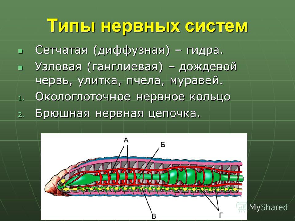 Типы нервных систем Сетчатая (диффузная) – гидра. Сетчатая (диффузная) – гидра. Узловая (ганглиевая) – дождевой червь, улитка, пчела, муравей. Узловая (ганглиевая) – дождевой червь, улитка, пчела, муравей. 1. Окологлоточное нервное кольцо 2. Брюшная 