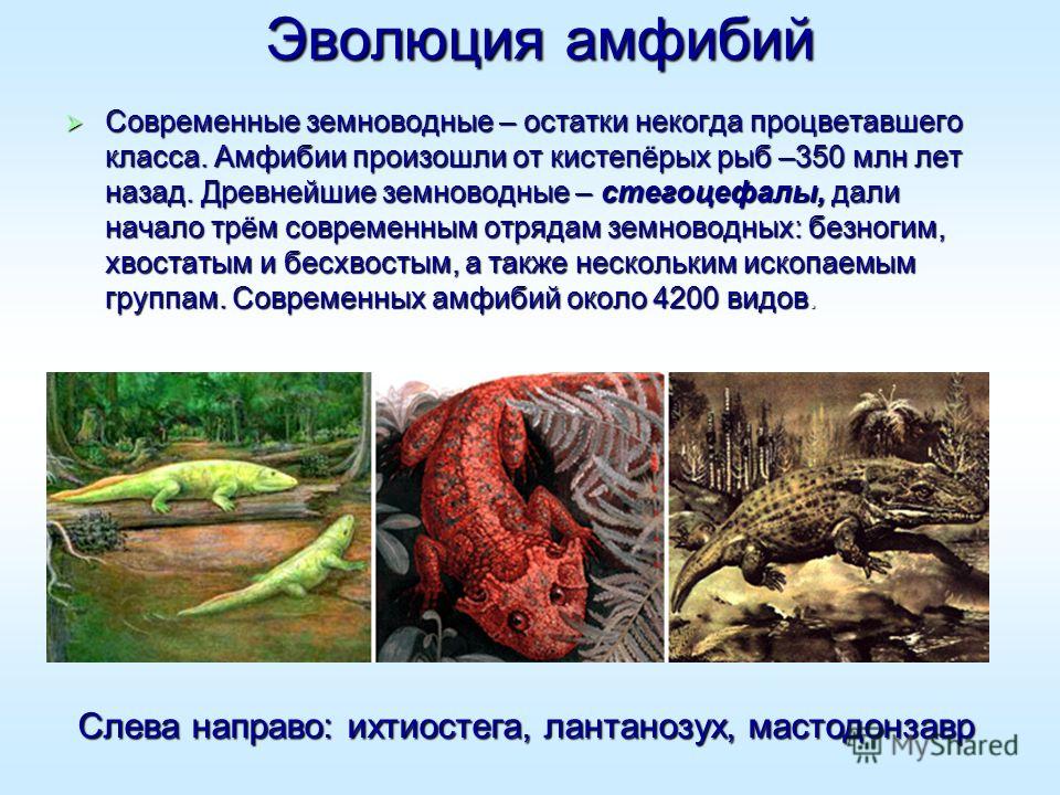 [PUNIQRANDLINE-(au-dating-names.txt) 22 Доклад на тему амфибии 1622