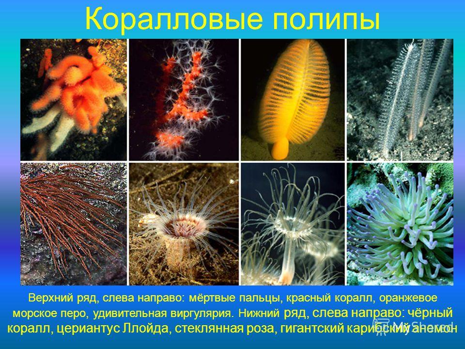 Коралловые полипы Верхний ряд, слева направо: мёртвые пальцы, красный коралл, оранжевое морское перо, удивительная виргулярия. Нижний ряд, слева направо: чёрный коралл, цериантус Ллойда, стеклянная роза, гигантский карибский анемон