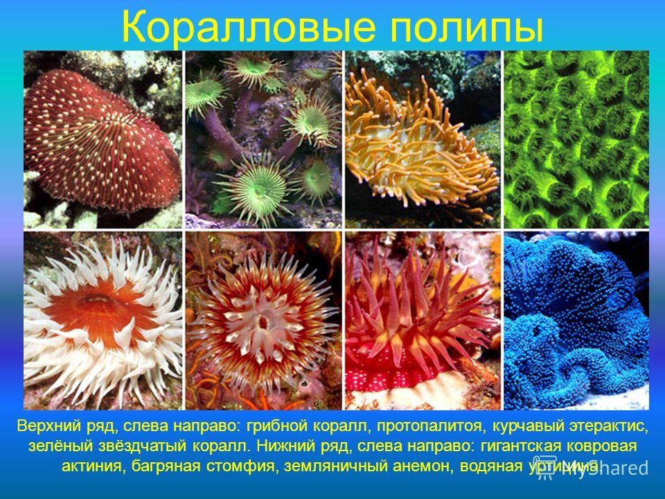 Коралловые полипы Верхний ряд, слева направо: грибной коралл, протопалитоя, курчавый этерактис, зелёный звёздчатый коралл. Нижний ряд, слева направо: гигантская ковровая актиния, багряная стомфия, земляничный анемон, водяная уртицина.