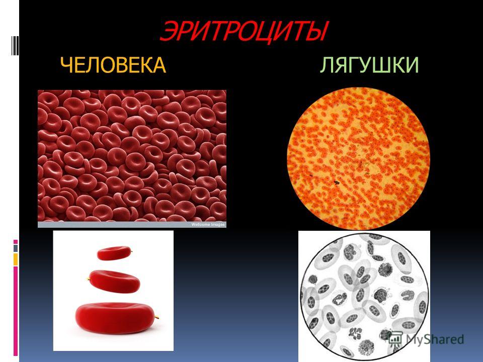 Реферат Кровь Зеркало Организма Реферат Кровь Зеркало Организма