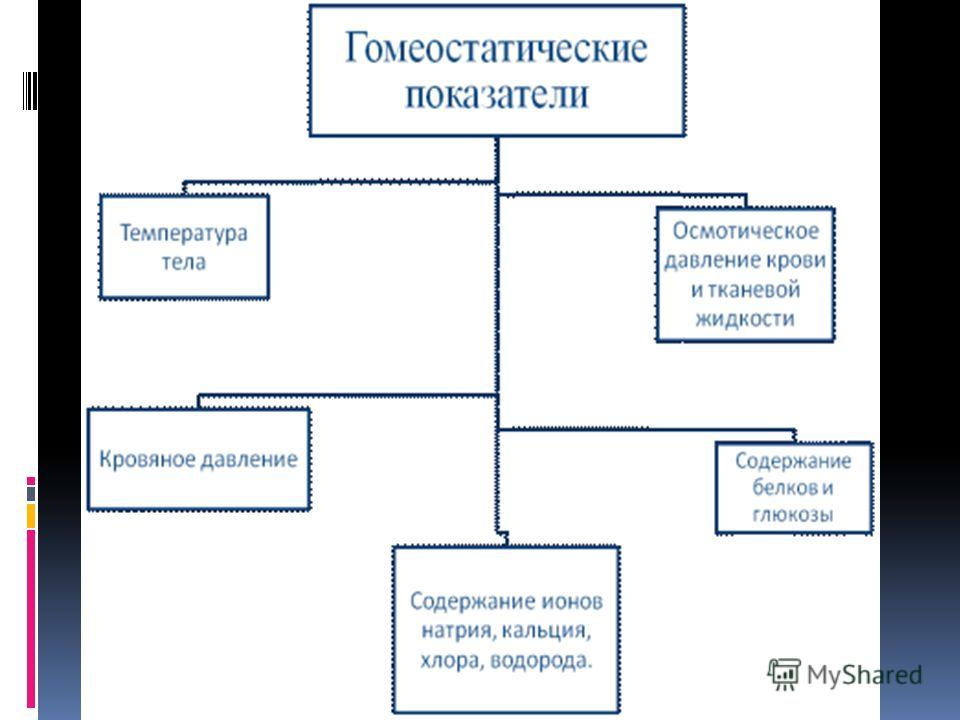 Реферат Кровь Зеркало Организма Реферат Кровь Зеркало Организма