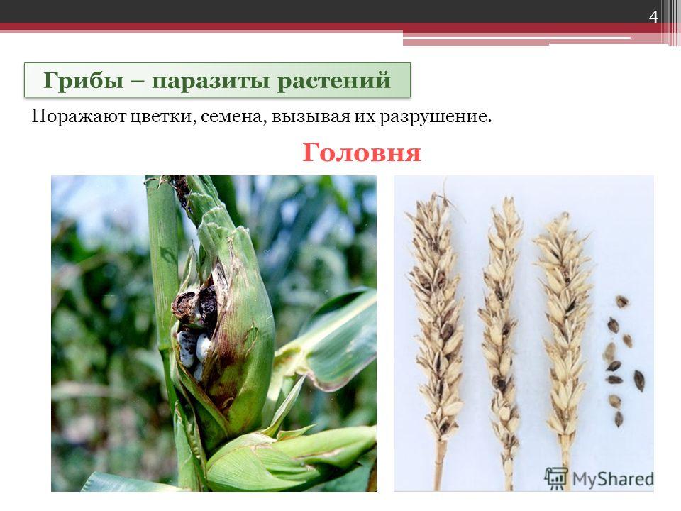 заболевание паразитами лечение заболевание паразитами лечение